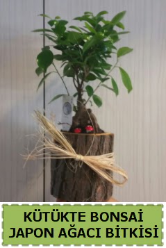 K�t�k i�erisinde do�al bonsai a�ac�  Ankara �i�ek �i�ek�i telefonlar� 