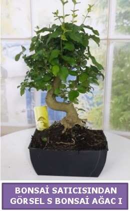 S dal e�rili�i bonsai japon a�ac�  Ankara �i�ek�ilik �i�ek sat��� 