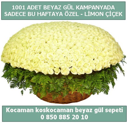 1001 adet beyaz gül sepeti özel kampanyada  Ankara anatolia çiçekçilik çiçek gönderme sitemiz güvenlidir 