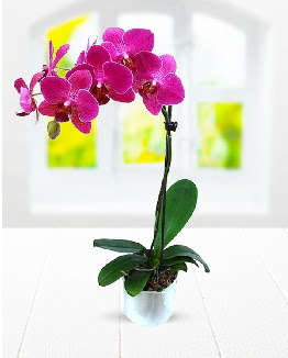 Tek dallı mor orkide  Ankara çiçekçilik çiçek satışı 