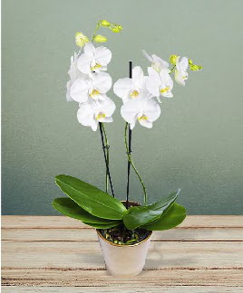 ift dall beyaz orkide sper kalite  Ankara anatolia iek iek gnderme 