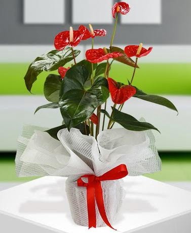 Antorium saks� bitkisi ithal kalite  �ankaya �i�ek�ilik hediye �i�ek yolla 