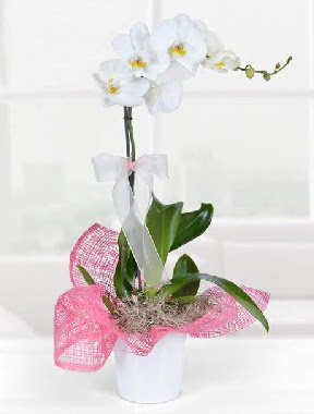 Tek dallı beyaz orkide seramik saksıda  Ankara anatolia çiçek çiçek gönderme  
