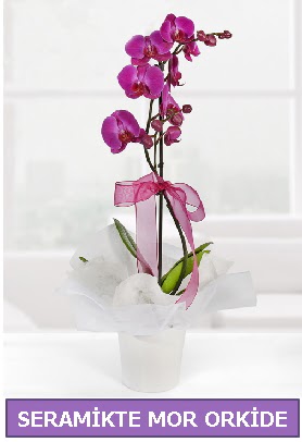 Seramik içerisinde birinci kalite tek dallı mor orkide  Ankara çiçekçilik İnternetten çiçek siparişi  