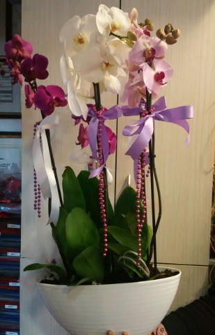 Mor ve beyaz ve pembe 6 dallı orkide  çiçekçilik ucuz çiçek gönder 