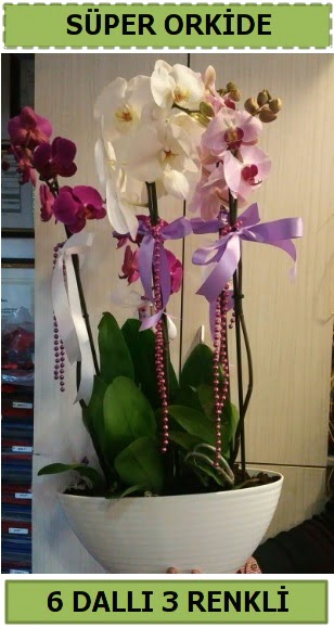 6 dallı 3 renk özel vazoda orkide çiçeği  Ankara çiçekçilik çiçek satışı 