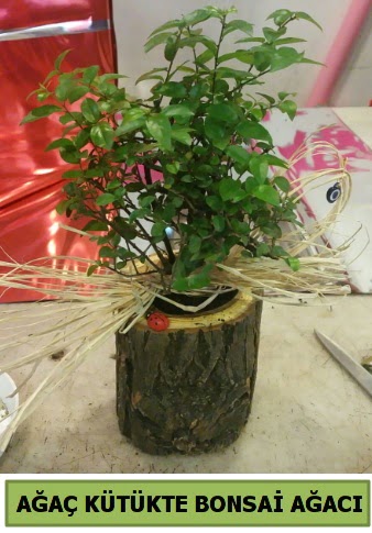 Do�al a�a� k�t�k i�erisinde bonsai a�ac�  Ankara anatolia �i�ek�ilik �i�ek g�nderme sitemiz g�venlidir 