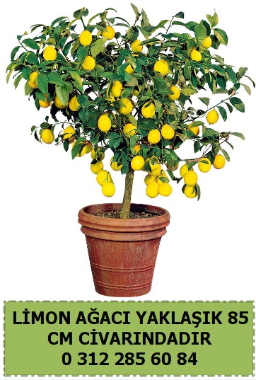 Limon ağacı bitkisi  Ankara çiçekçilik çiçek satışı 