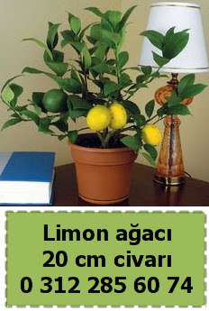Limon ağacı bitkisi  Ankara çiçek çiçekçi telefonları 