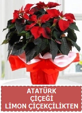 Atatürk çiçeği saksı bitkisi  Ankara çiçekçilik çiçek satışı 