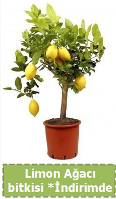 Limon a�ac� bitkisi Ev i�in limon bitkisi  Ankara balgat �i�ek�ilik �i�ek , �i�ek�i , �i�ek�ilik 