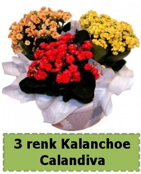 3 renk Kalanchoe Calandiva saksı bitkisi  Ankara anatolia çiçek çiçek gönderme 