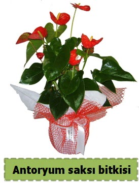 Antoryum saks� bitkisi b�y�k boy sat���  Ankara balgat �i�ek�ilik �i�ek , �i�ek�i , �i�ek�ilik 