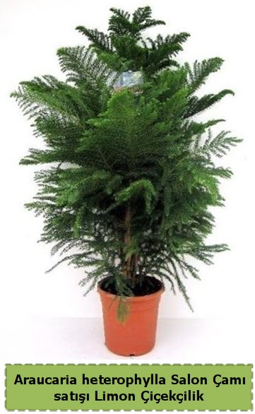Salon �am� Sat��� Araucaria heterophylla  Ankara �i�ek�ilik �i�ek sat��� 