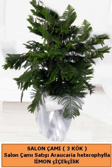 Araucaria heterophylla Salon �am�  �ankaya �i�ek�ilik hediye �i�ek yolla 