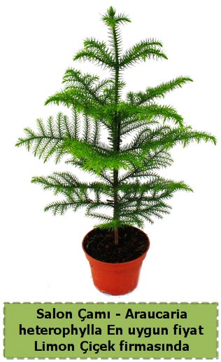 Araucaria heterophylla Salon �am� tek dall�  Ankara �i�ek�ilik �i�ek sat��� 