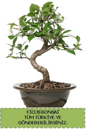 Ficus bonsai  Ankara anatolia �i�ek�ilik �i�ek g�nderme sitemiz g�venlidir 