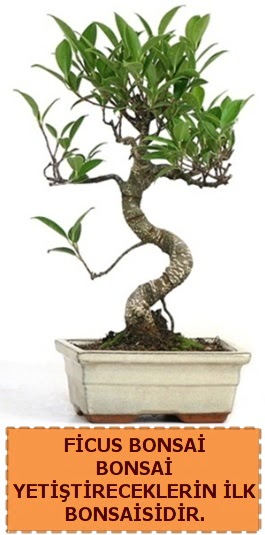 Ficus bonsai 15 ile 25 cm aras�ndad�r  Ankara anatolia �i�ek�i �i�ek yolla  