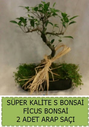 Ficus S Bonsai ve arap sa��  Ankara �i�ek �i�ek�i telefonlar� 