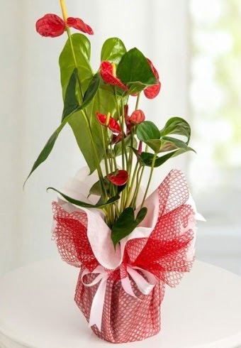 Anthurium Saks� �i�e�i  �ankaya �i�ek�ilik hediye �i�ek yolla 