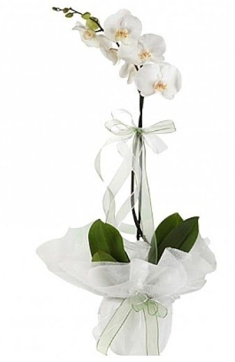 Tekli Beyaz Orkide  çankaya çiçekçilik hediye çiçek yolla 