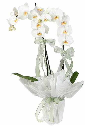 Çift Dallı Beyaz Orkide  çiçekçilik anneler günü çiçek yolla bilkent 