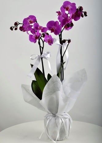 Çift dallı saksıda mor orkide çiçeği  Ankara yenimahalle çiçekçilik çiçek siparişi vermek kızılay 