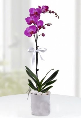 Tek dallı saksıda mor orkide çiçeği  Ankara çiçekçilik çiçekçiler çankaya 