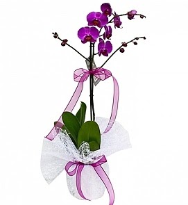 Tek dallı saksıda ithal mor orkide çiçeği  Ankara çiçekçilik çiçekçiler çankaya  