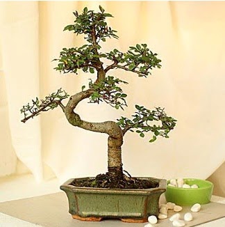 Shape S bonsai  Ankara çiçekçilik İnternetten çiçek siparişi  