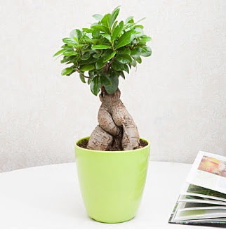 Ficus Ginseng Bonsai  Ankara ma�aza �i�ek�ilik 14 �ubat sevgililer g�n� �i�ek ke�i�ren 
