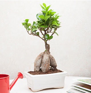 Exotic Ficus Bonsai ginseng  �i�ek�ilik �i�ek servisi , �i�ek�i adresleri g�lba�� 