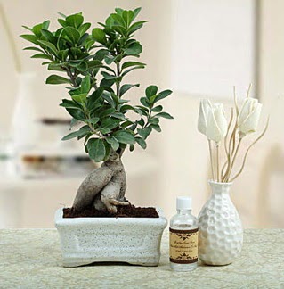 Ginseng ficus bonsai  Ankara �i�ek�ilik �i�ek�iler �ankaya 