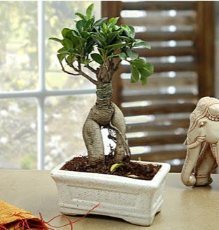 Marvellous Bonsai ginseng  Ankara oran �i�ek�ilik �i�ek sipari�i sitesi ucuz �i�ekleri 