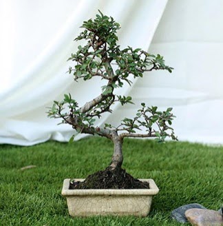 Fashionable Ulmus S Shape Bonsai �thal  Ankara yurti�i ve yurtd��� �i�ek sipari�i demetevler 