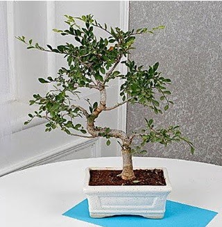 Unique Ulmus S Shaped Bonsai  Ankara hacettepe �i�ek�ilik �i�ek online �i�ek sipari�i �ayyolu 