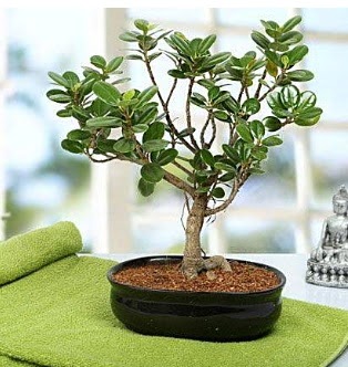 Lovely Ficus Iceland Bonsai  �i�ek�ilik anneler g�n� �i�ek yolla bilkent 