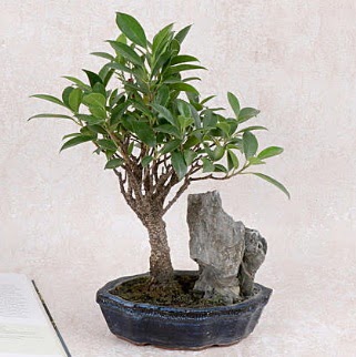 Japon a�ac� Evergreen Ficus Bonsai  Ankara anatolia �i�ek�ilik �i�ek g�nderme sitemiz g�venlidir 