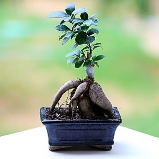 Marvellous Ficus Microcarpa ginseng bonsai  Ankara yenimahalle �i�ek�ilik �i�ek sipari�i vermek k�z�lay 