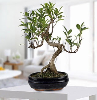 Gorgeous Ficus S shaped japon bonsai  Ankara yurtiçi ve yurtdışı çiçek siparişi demetevler 