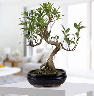 Gorgeous Ficus S shaped japon bonsai  Ankara yurti�i ve yurtd��� �i�ek sipari�i demetevler 