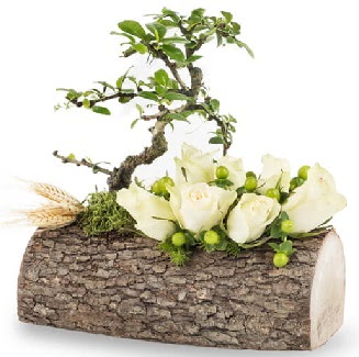 Do�al k�t�kte bonsai a�ac� ve 7 beyaz g�l  Ankara anatolia �i�ek�ilik �i�ek g�nderme sitemiz g�venlidir 
