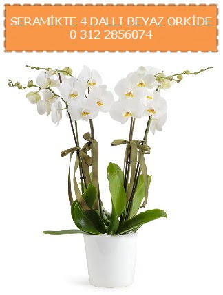 Seramikte 4 dallı beyaz orkide  Ankara çiçekçilik çiçekçiler çankaya 
