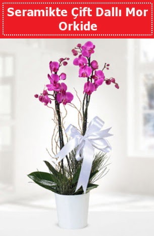 Seramikte Çift Dallı Mor Orkide  çiçekçilik anneler günü çiçek yolla bilkent 
