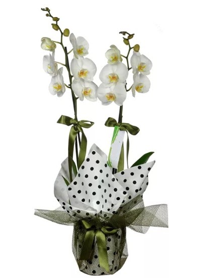 Çift Dallı Beyaz Orkide  Ankara mağaza çiçekçilik 14 şubat sevgililer günü çiçek keçiören 
