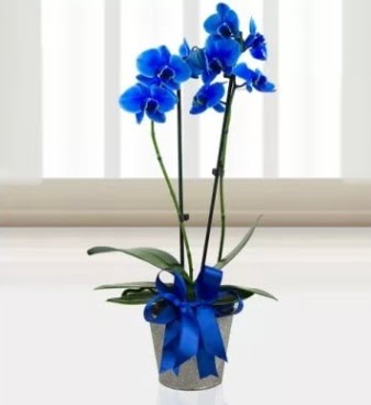 Çift dallı mavi orkide  Ankara çiçekçilik çiçek satışı 