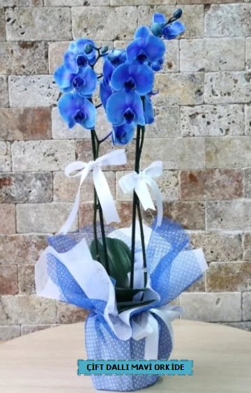 çift dallı ithal mavi orkide  Ankara anatolia çiçekçi çiçek yolla  