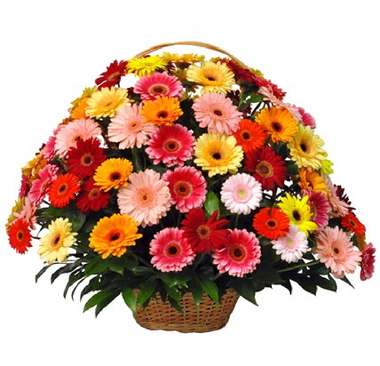 Karışık renkli büyük gerbera sepet aranjmanı  Ankara anatolia çiçekçilik çiçek gönderme sitemiz güvenlidir 