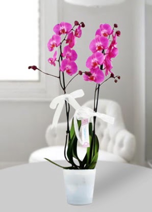 Çift dallı mor orkide  Ankara çiçekçilik çiçekçiler çankaya 