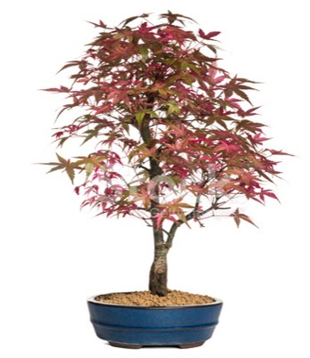 Ak�aa�a� bonsai s�per bonsai a�ac�  hediye �i�ek�ilik cicek , cicekci bat�kent
